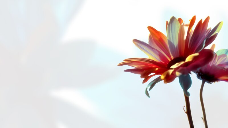 Sunlit flower in soft focus