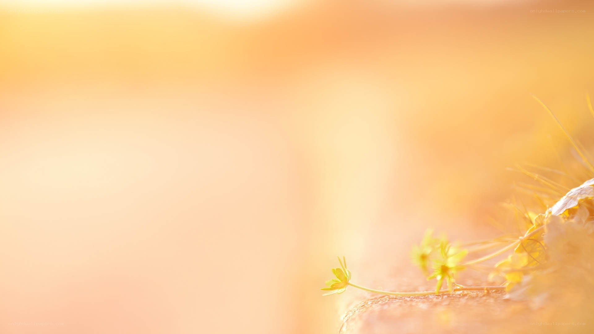 Sunlit flower on stone