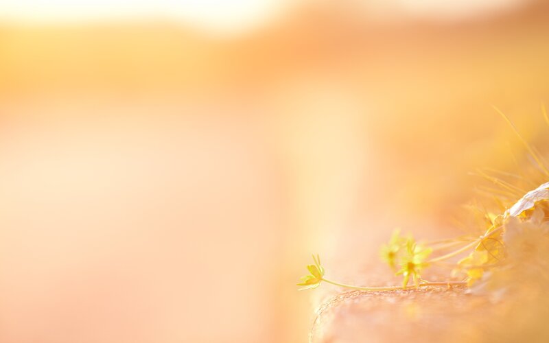 Sunlit flower on stone