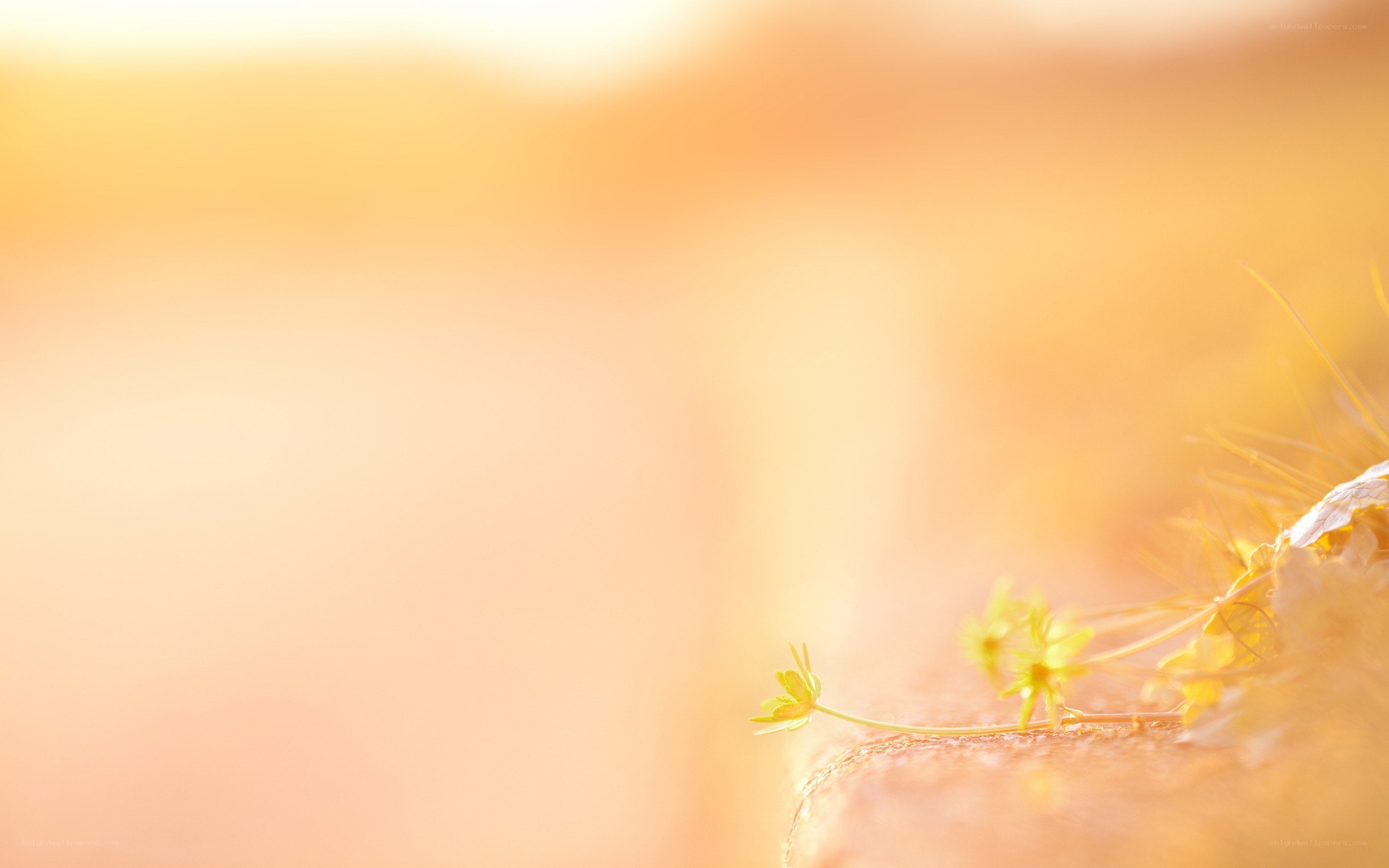 Sunlit flower on stone