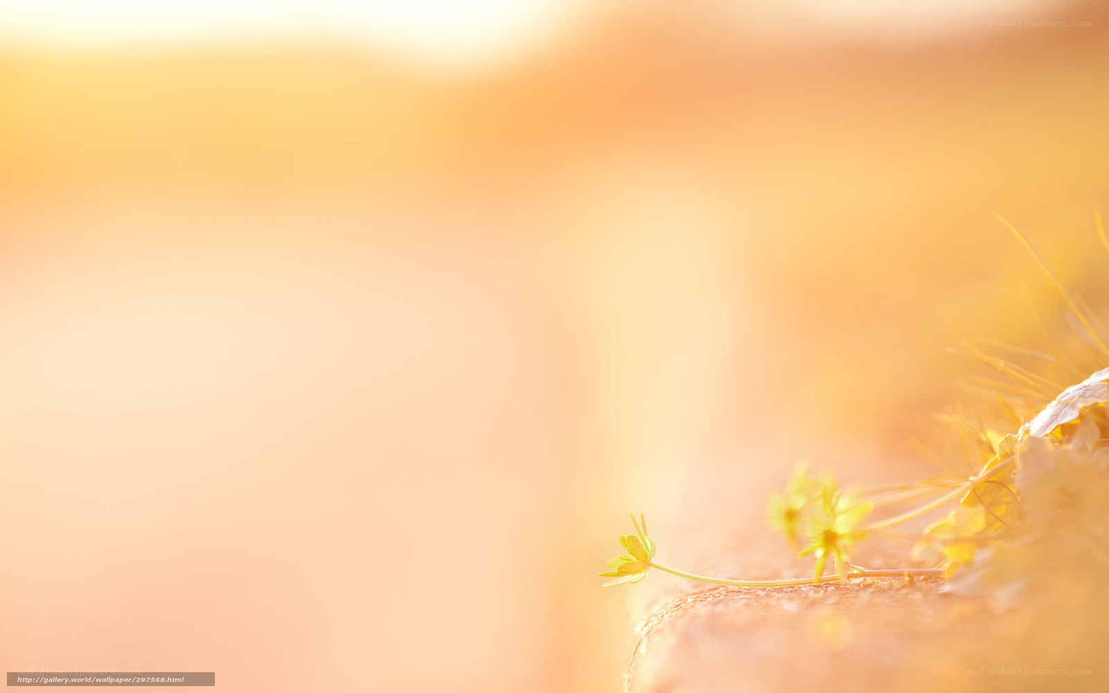 Sunlit flower on stone