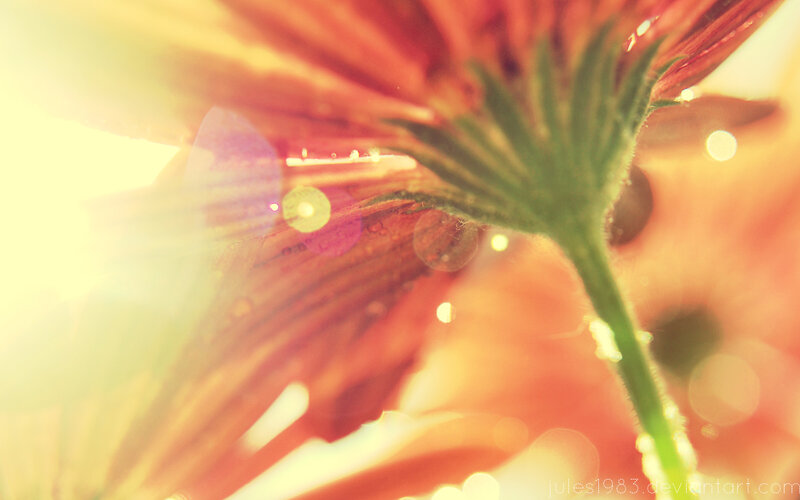 sunlit flower petals