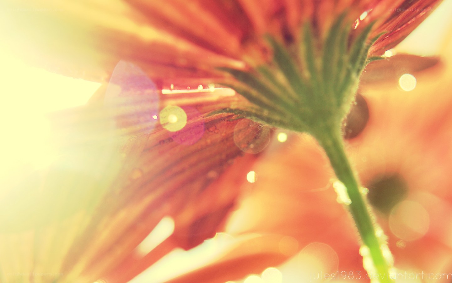 sunlit flower petals