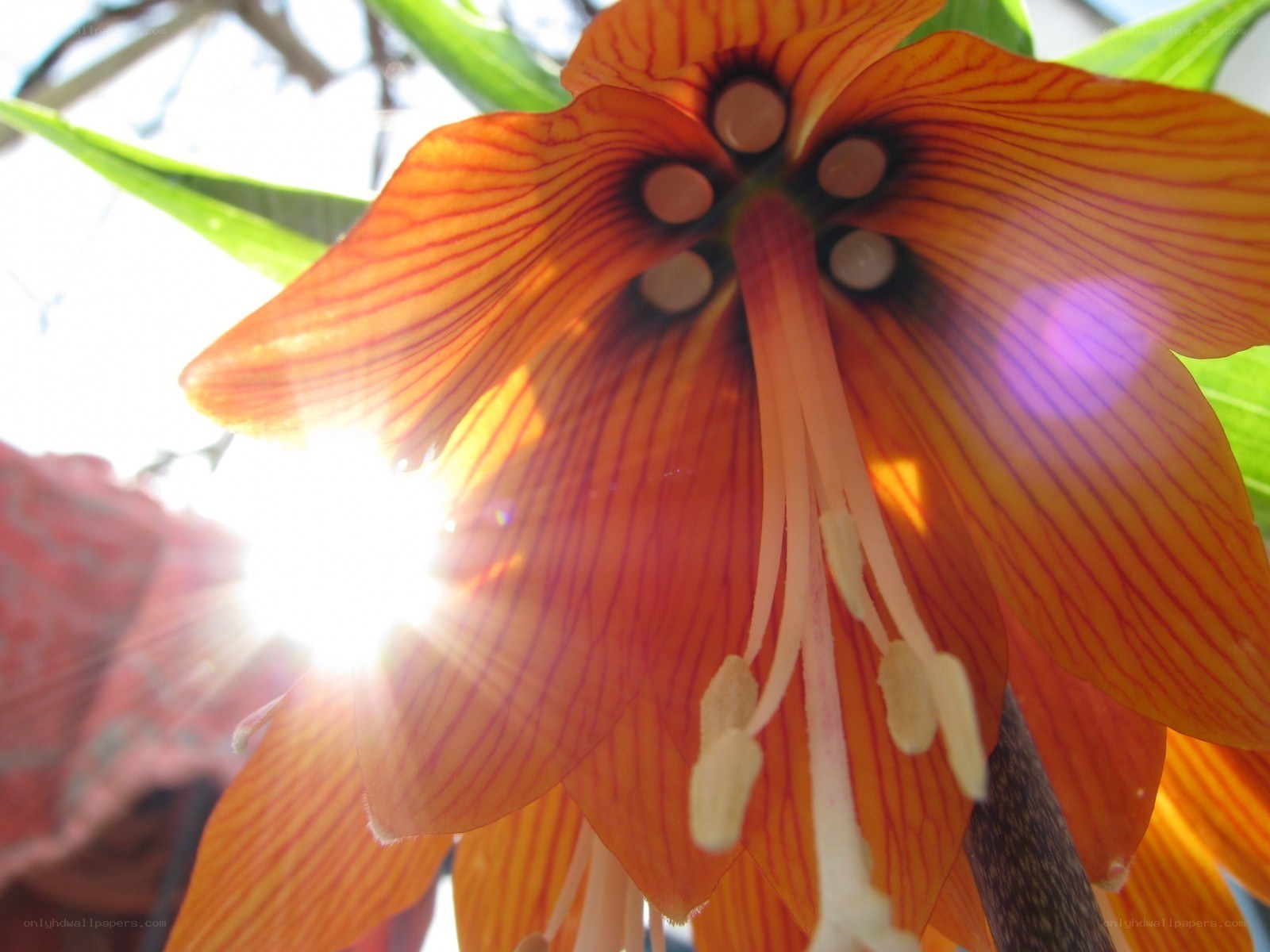 Sunlit flower with vibrant petals