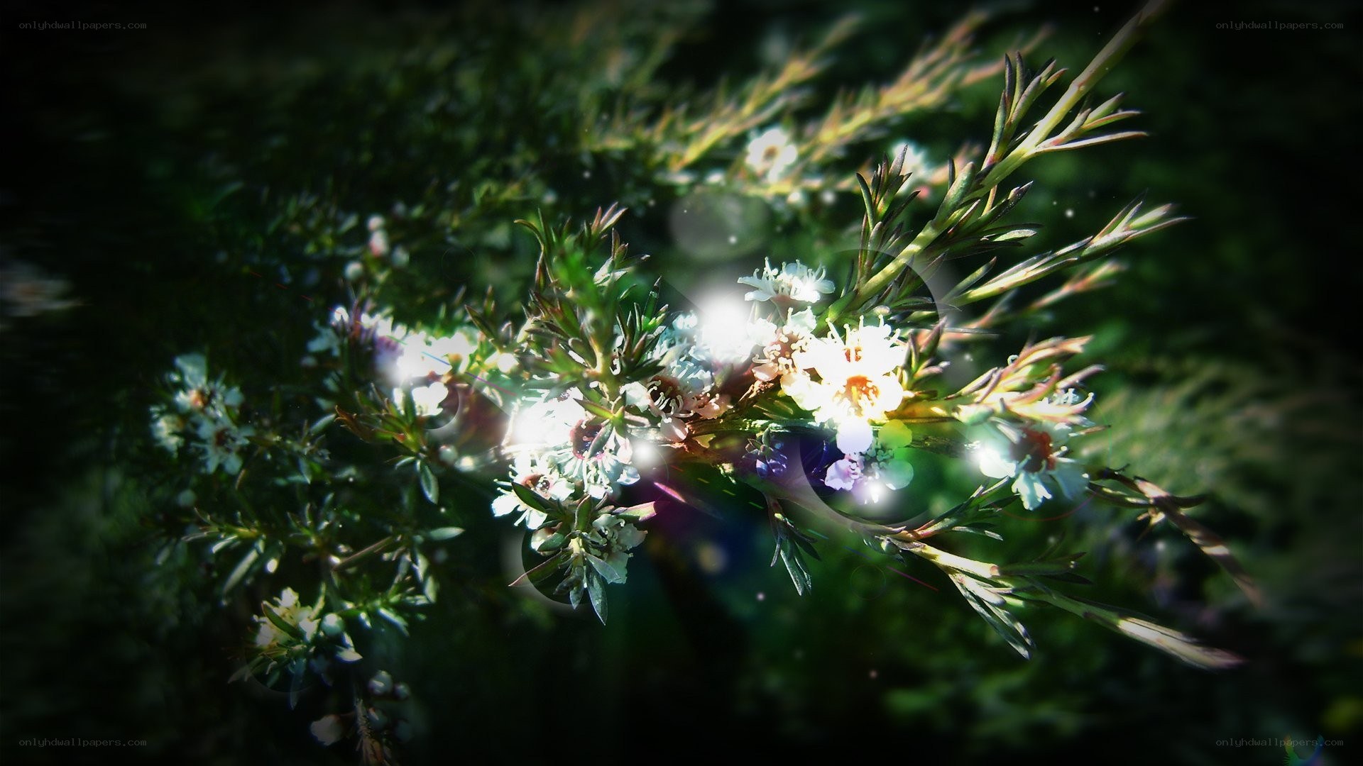 Sunlit flowers in a bush