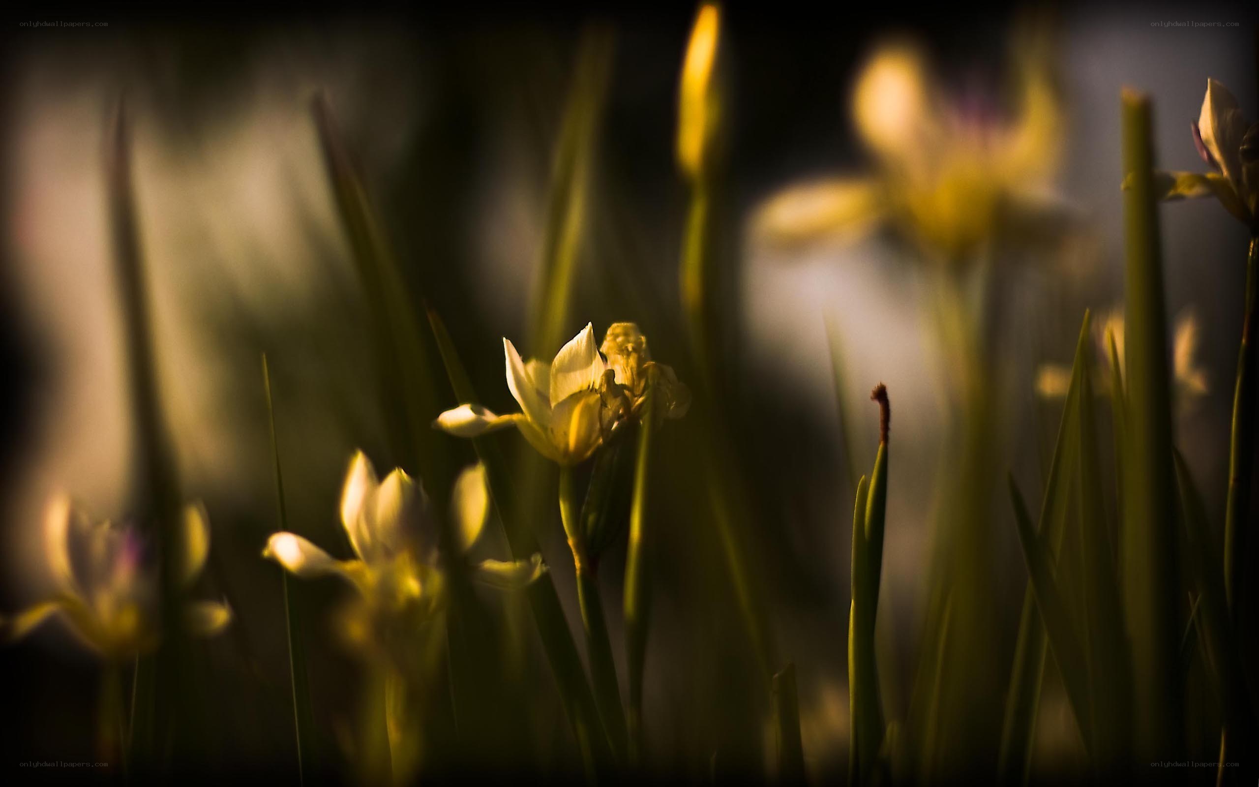 Sunlit flowers in a field