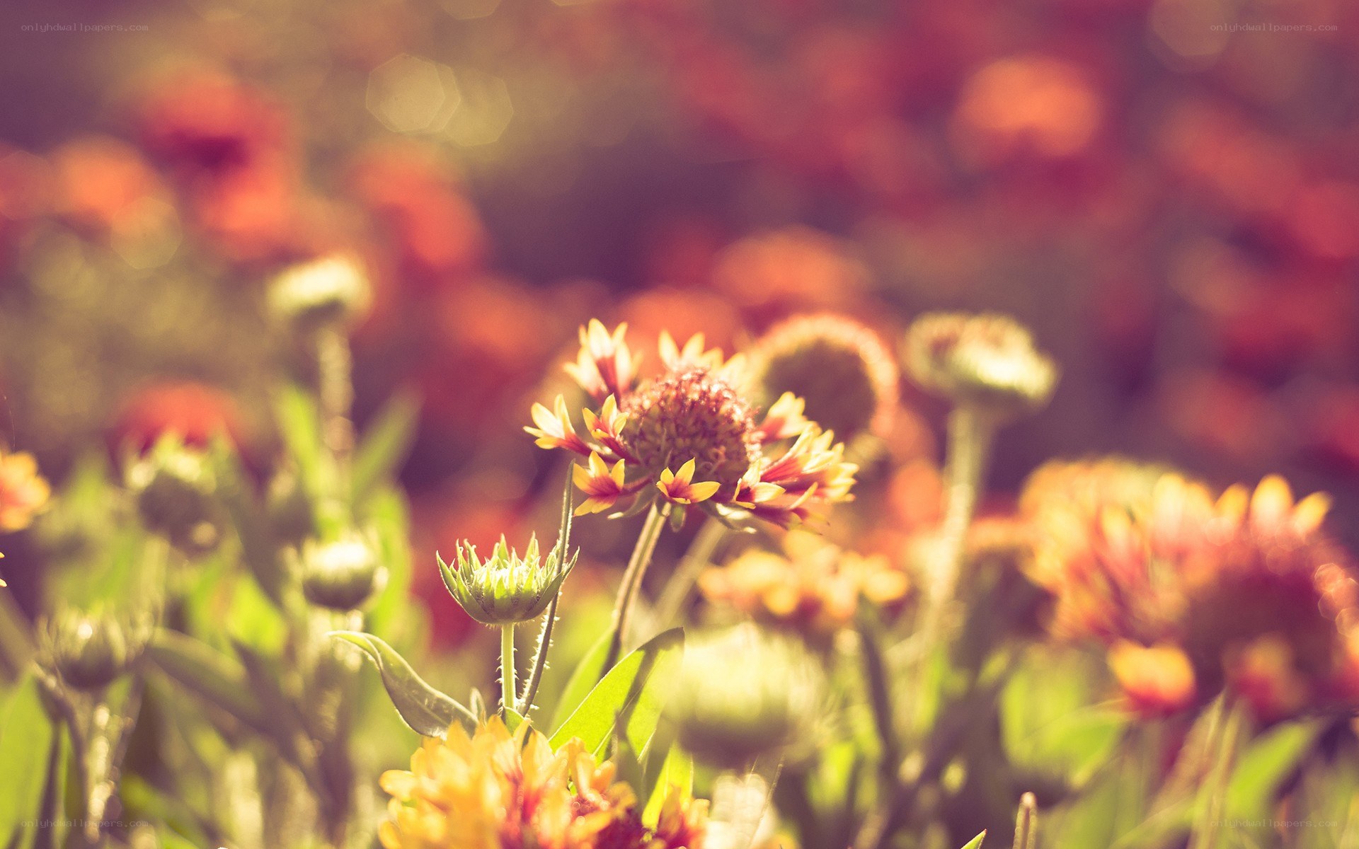 Sunlit flowers in a field