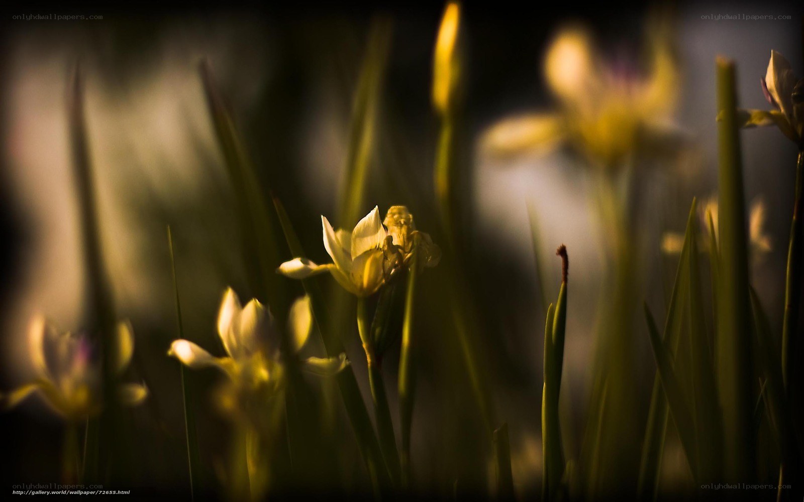 Sunlit flowers in a field