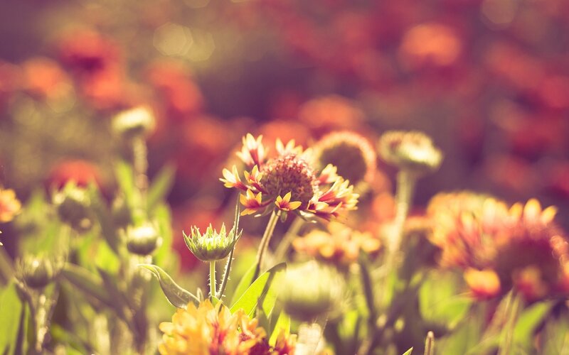 Sunlit flowers in a garden