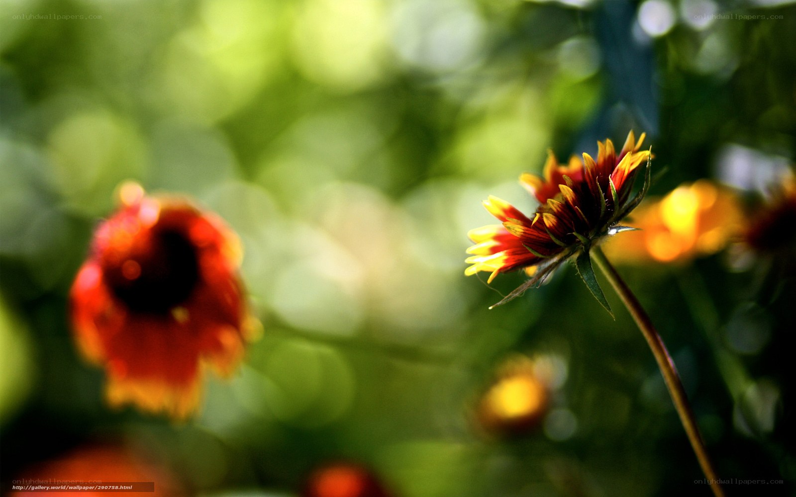 Sunlit flowers in a garden