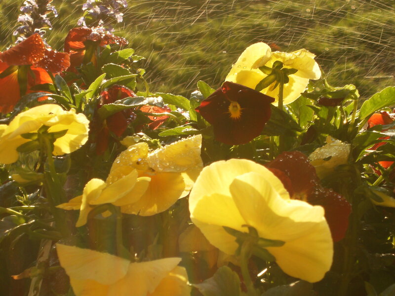 Sunlit flowers in a garden