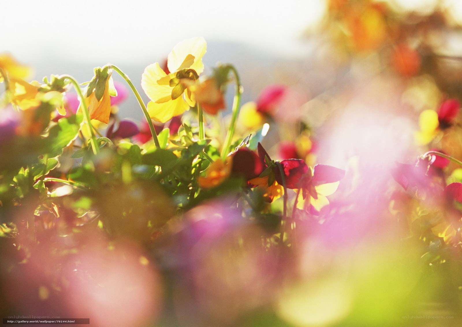 Sunlit flowers in a garden