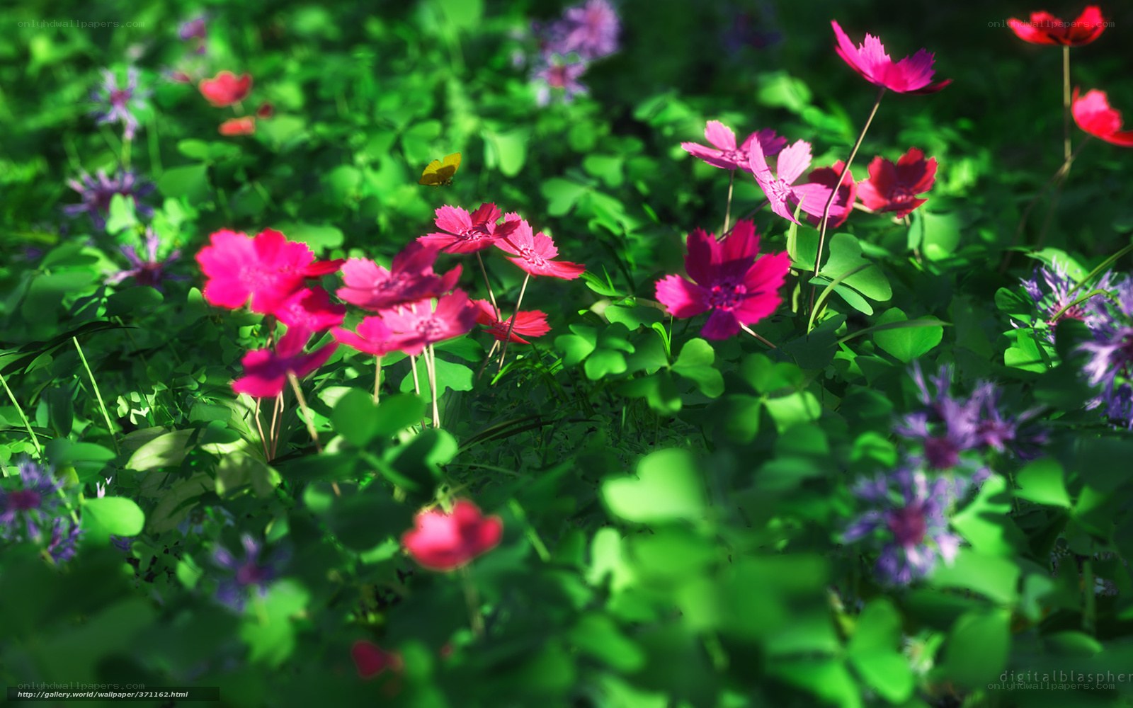 Sunlit flowers in a green field
