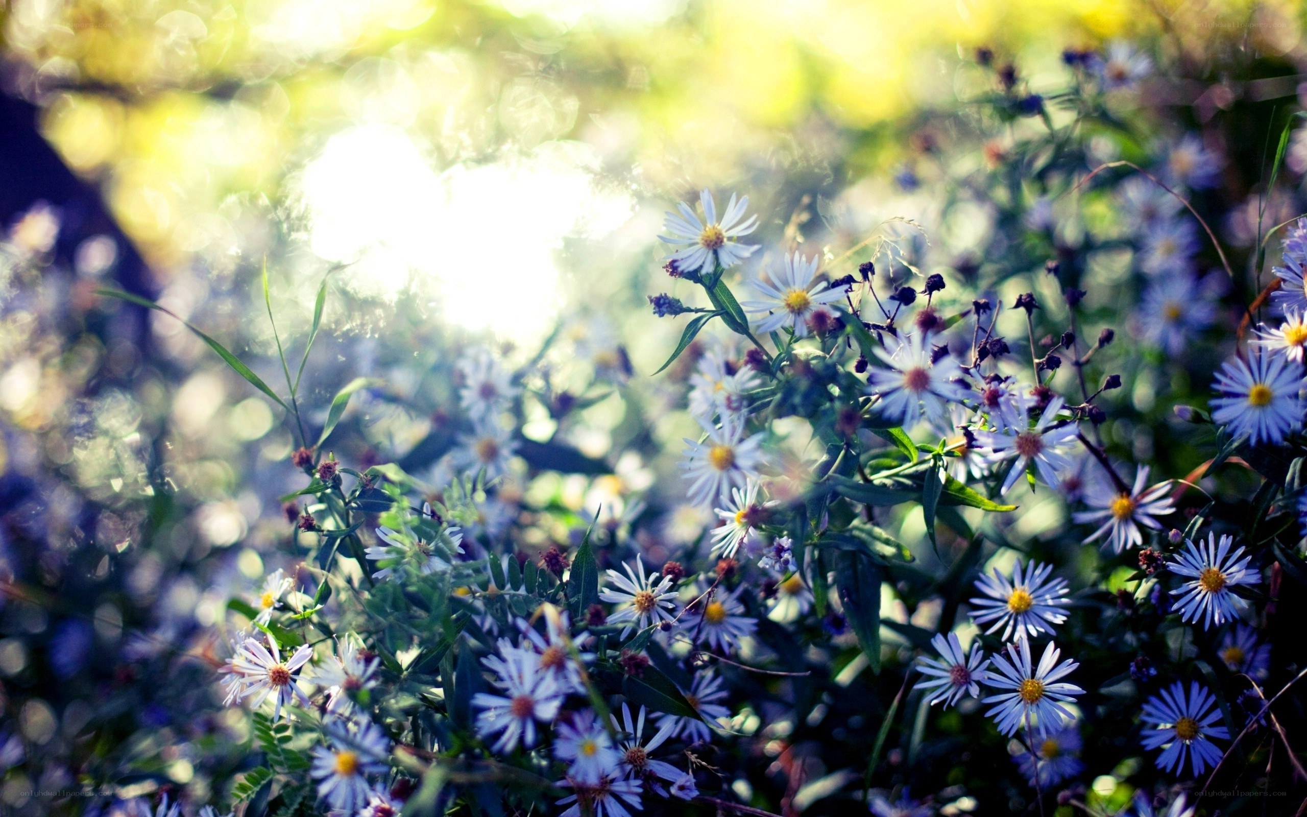 Sunlit flowers in a meadow