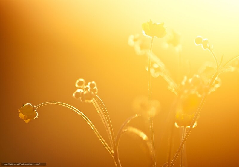 Sunlit flowers in golden light