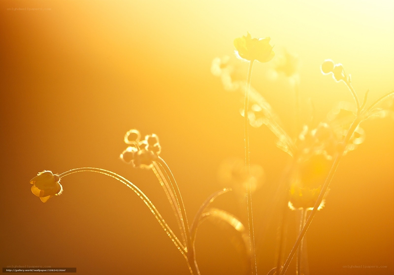 Sunlit flowers in golden light