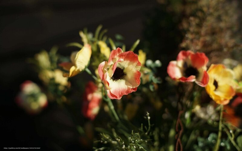 Sunlit flowers in soft focus