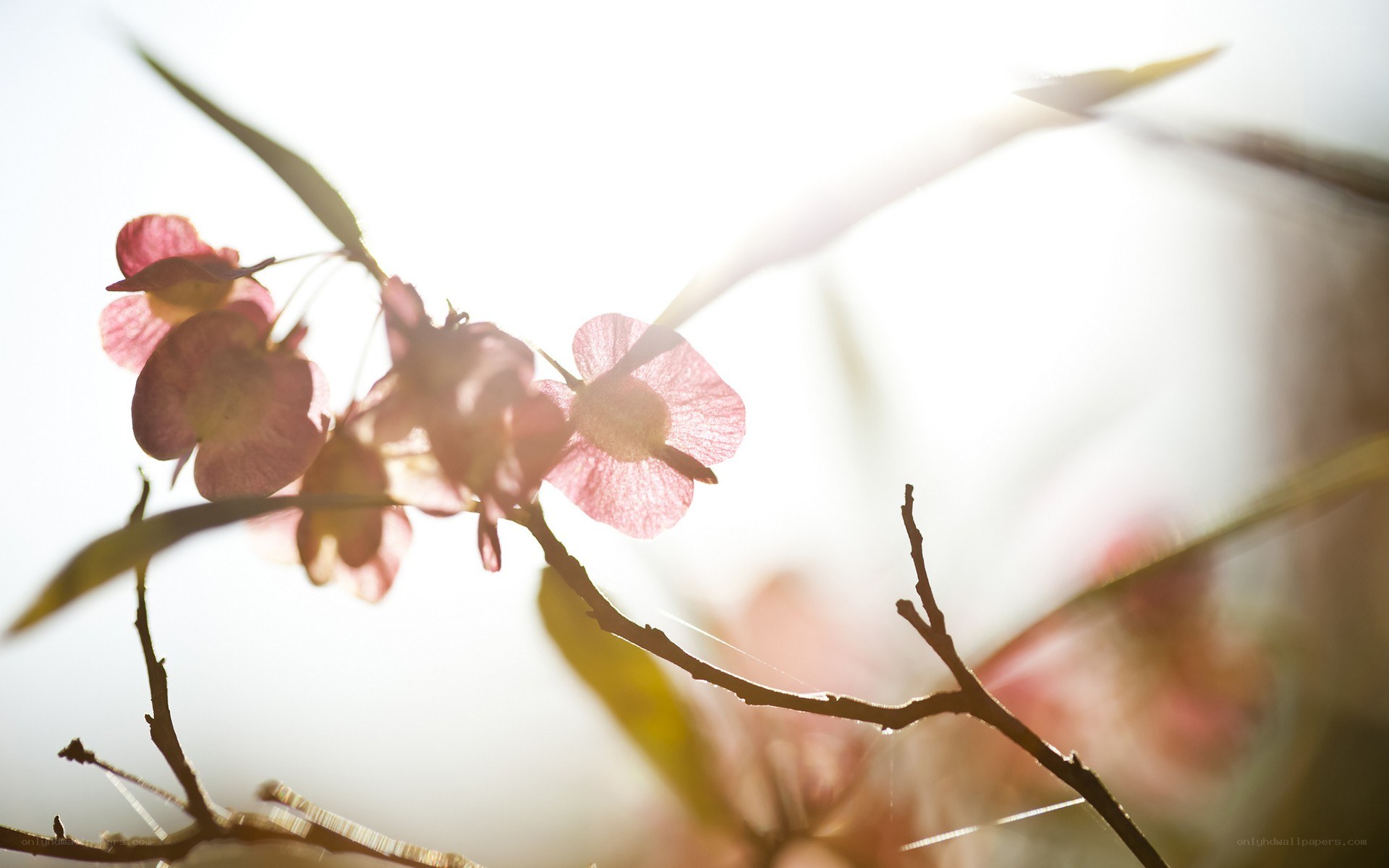 Sunlit flowers on a branch