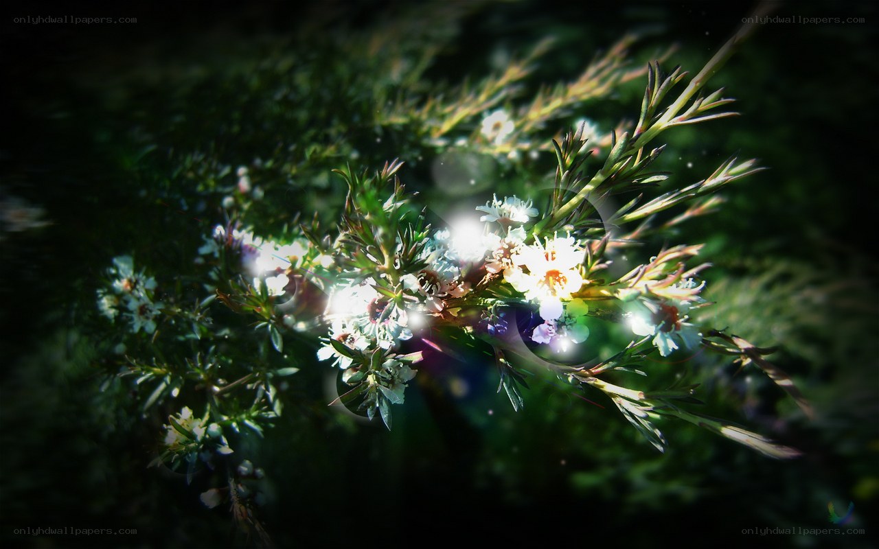 Sunlit flowers on a branch
