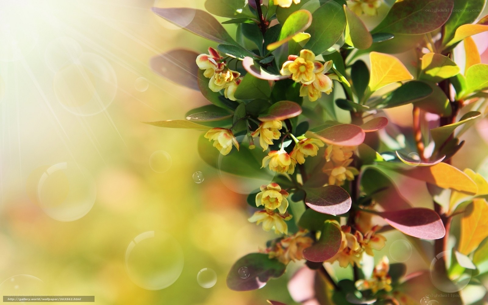 Sunlit flowers on a bush