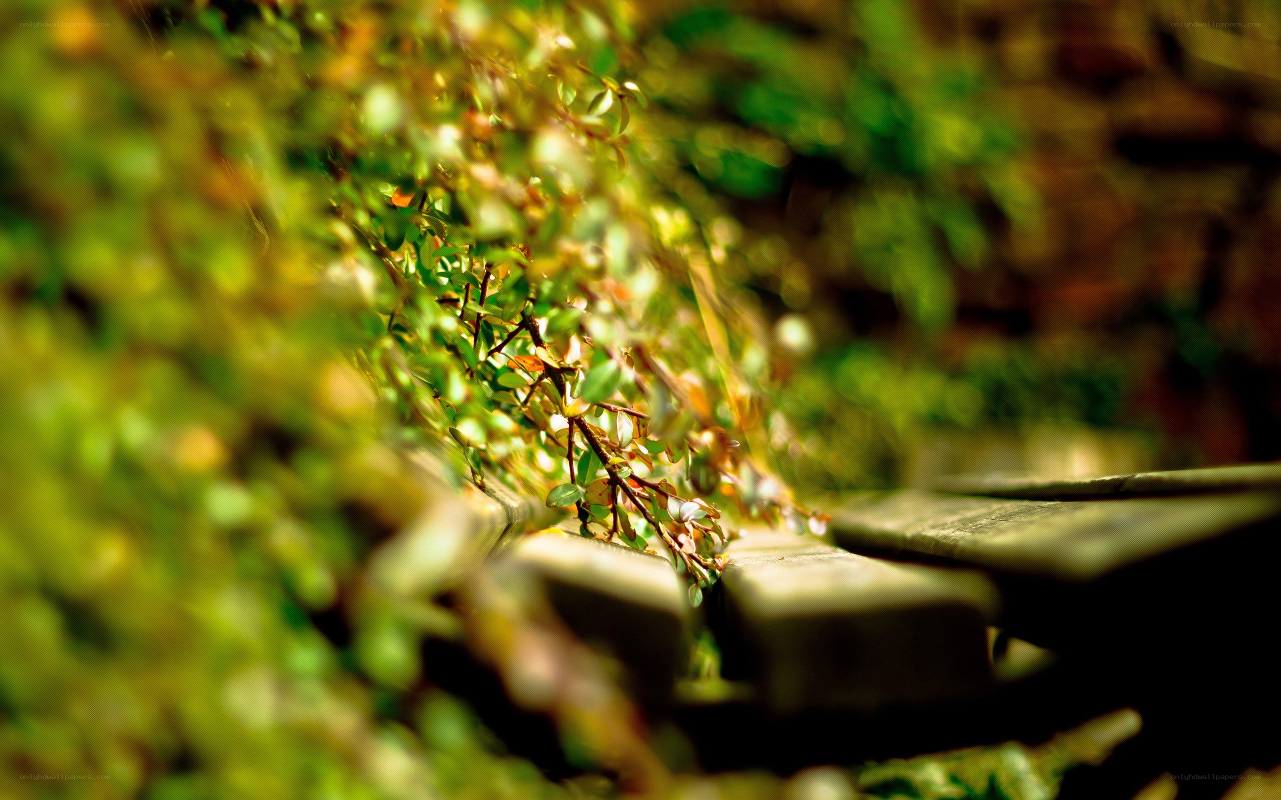 Sunlit foliage on wooden steps