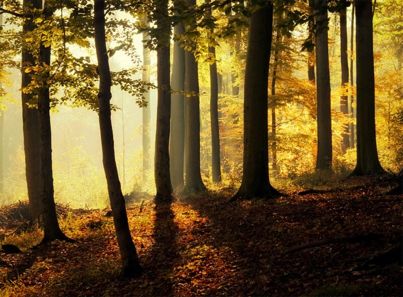 Sunlit Forest at Dawn