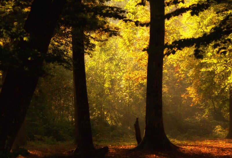 Sunlit Forest at Dawn — Yellow