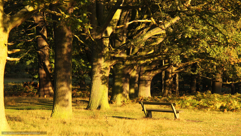 Sunlit forest bench