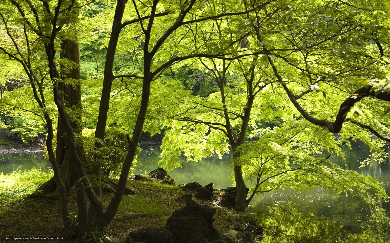 Sunlit forest by a calm lake