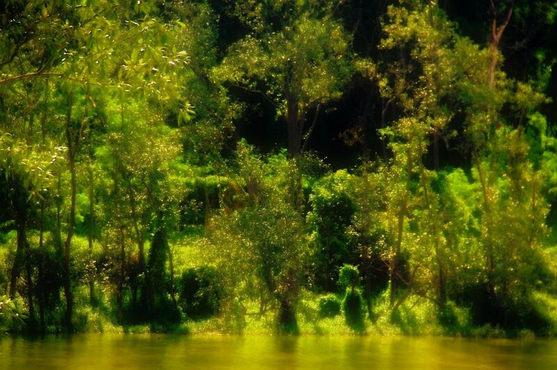 Sunlit forest by the river
