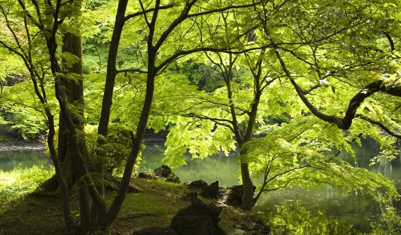 Sunlit forest by the river