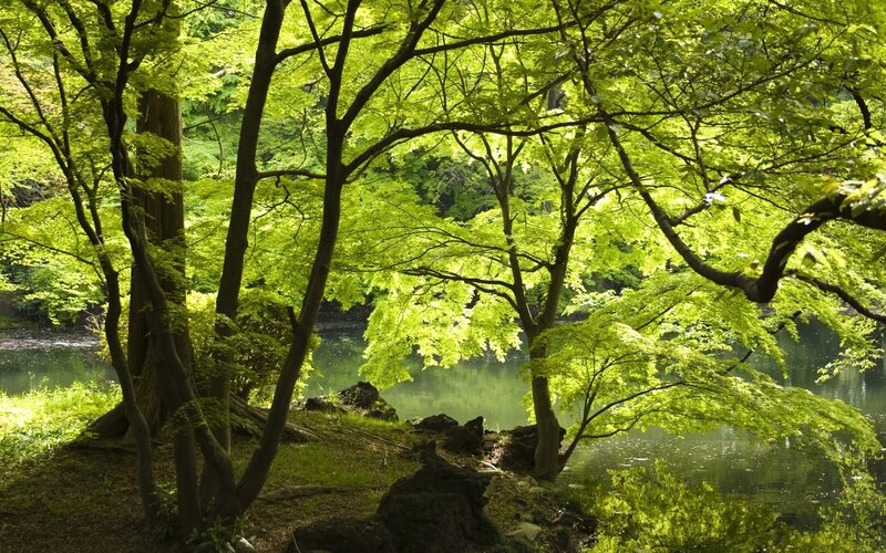 Sunlit forest by the river