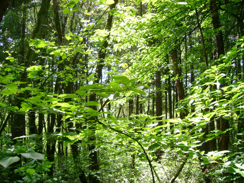 Sunlit forest canopy