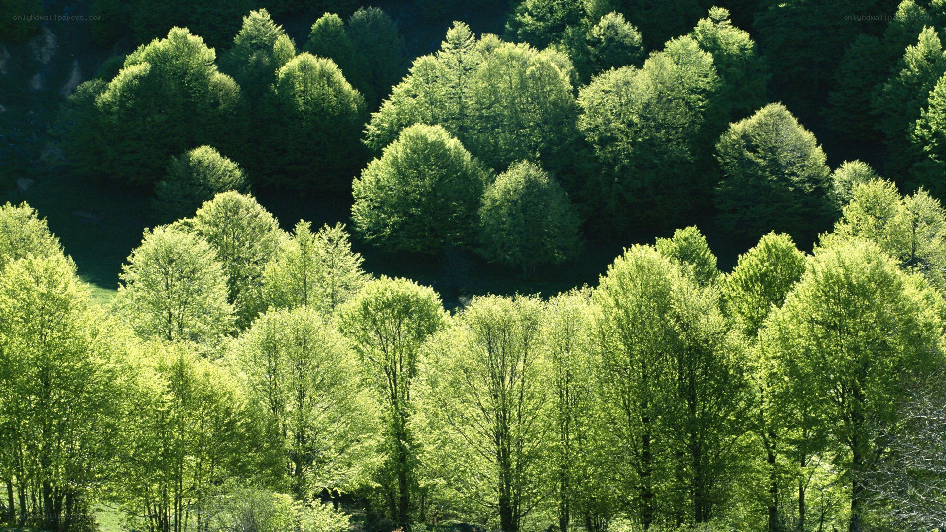 Sunlit forest canopy