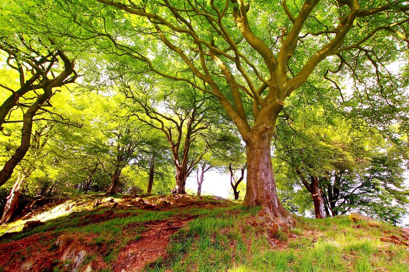 Sunlit forest canopy