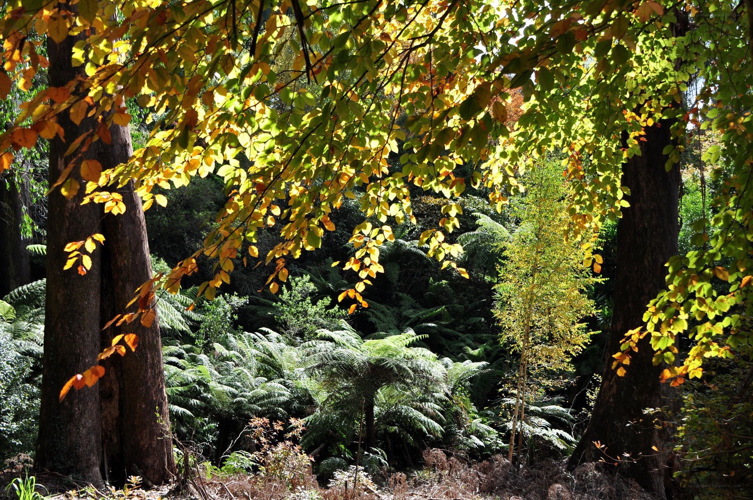 Sunlit forest canopy