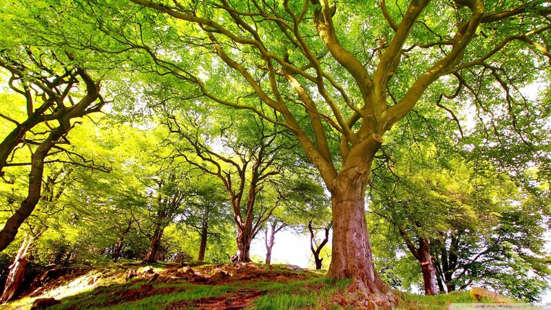 Sunlit forest canopy