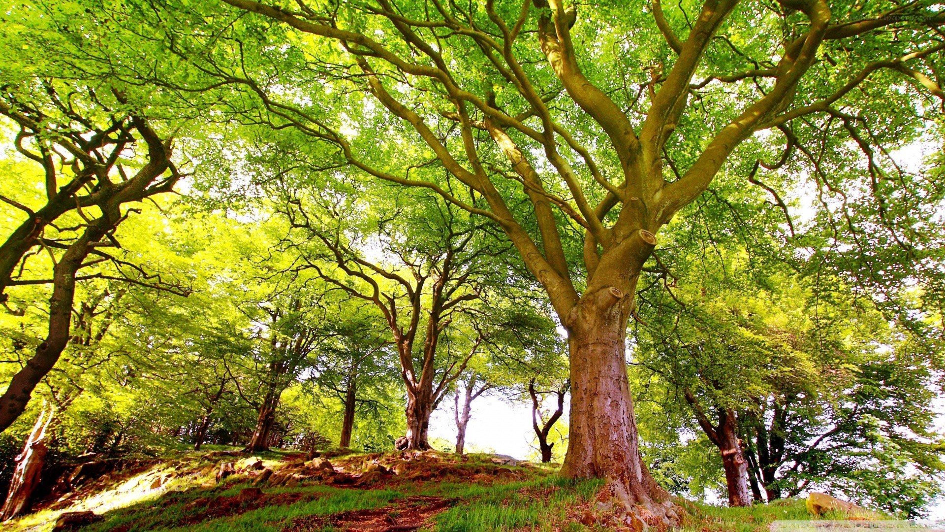 Sunlit forest canopy