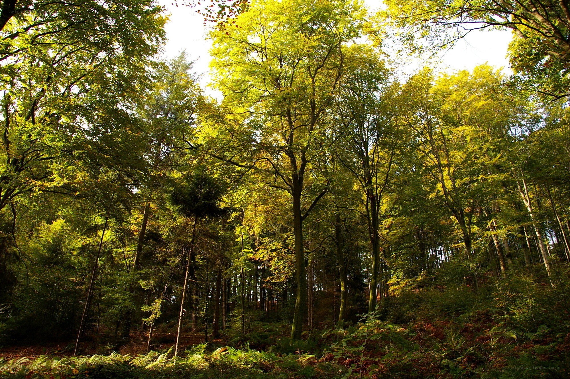 Sunlit forest canopy