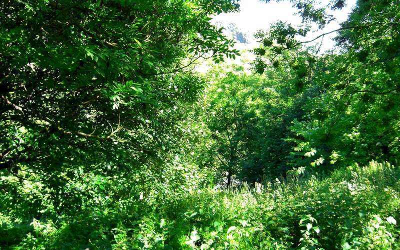 Sunlit forest canopy