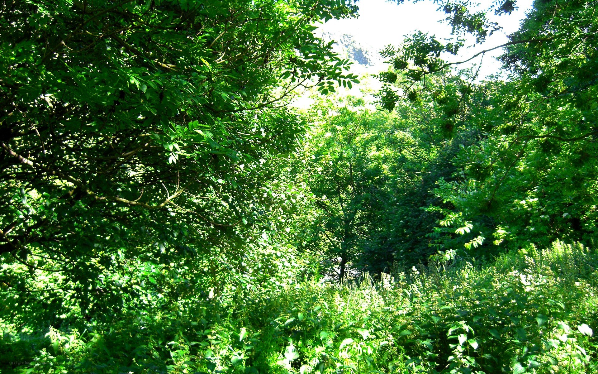 Sunlit forest canopy