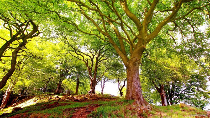 Sunlit forest canopy