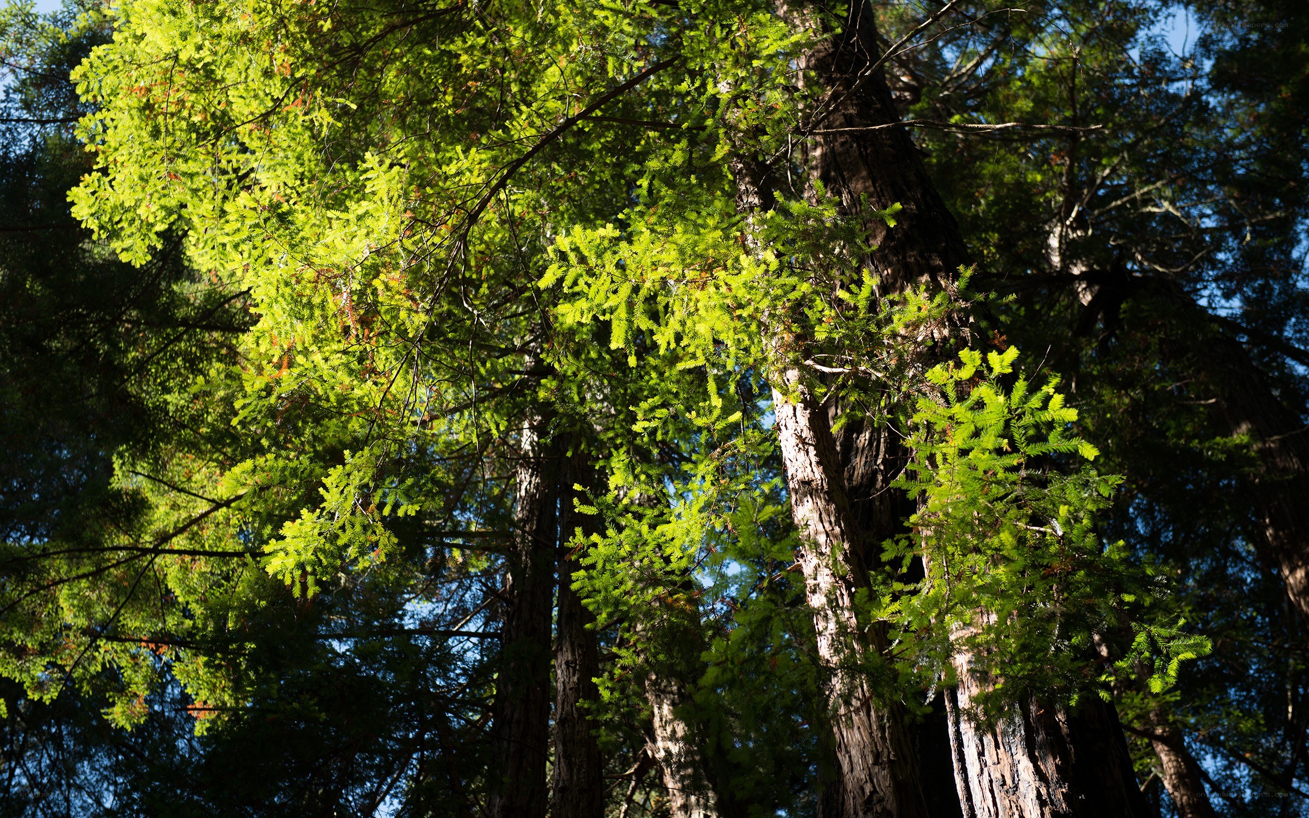 Sunlit forest canopy