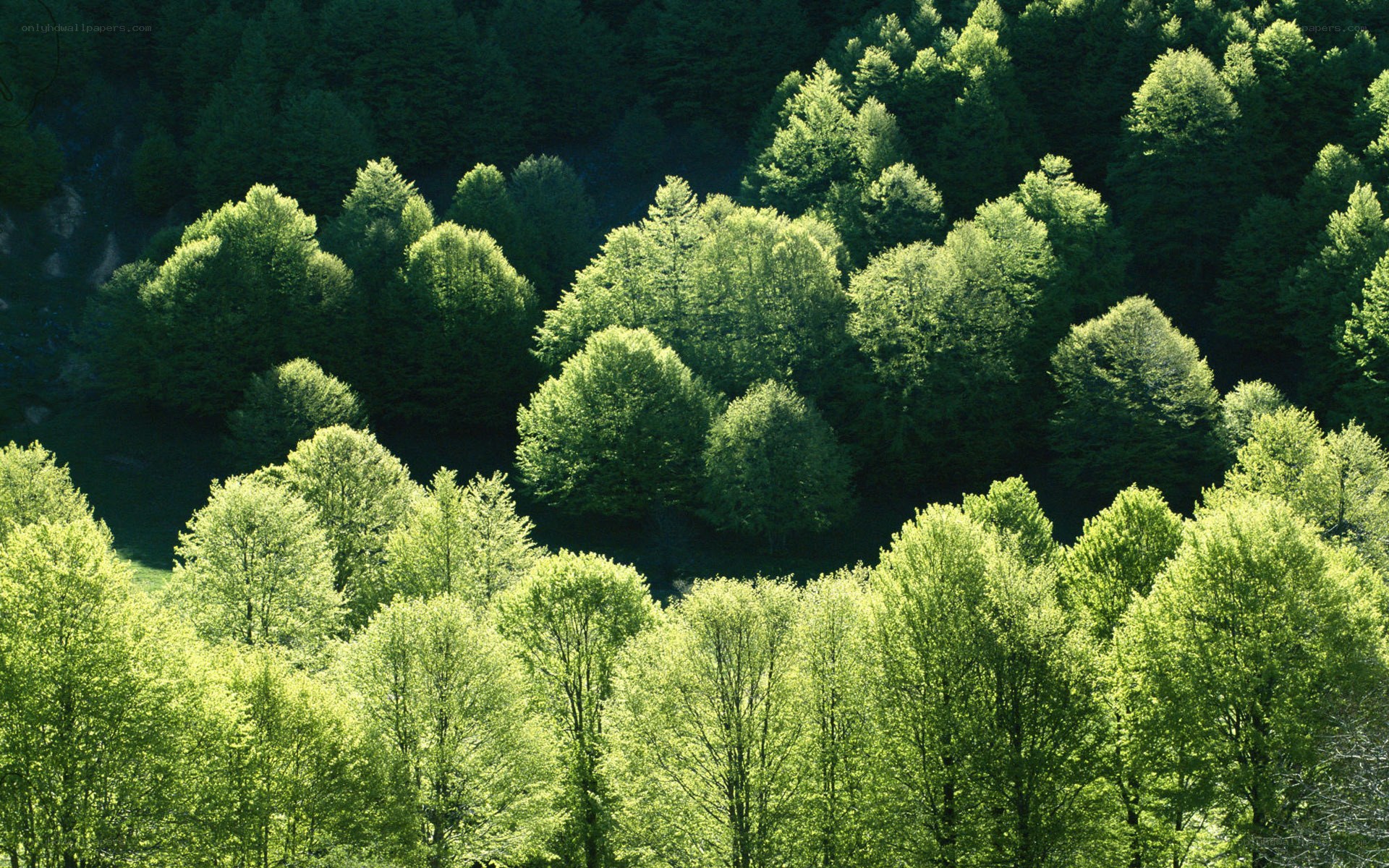 Sunlit forest canopy