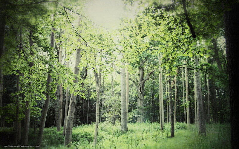 Sunlit forest canopy