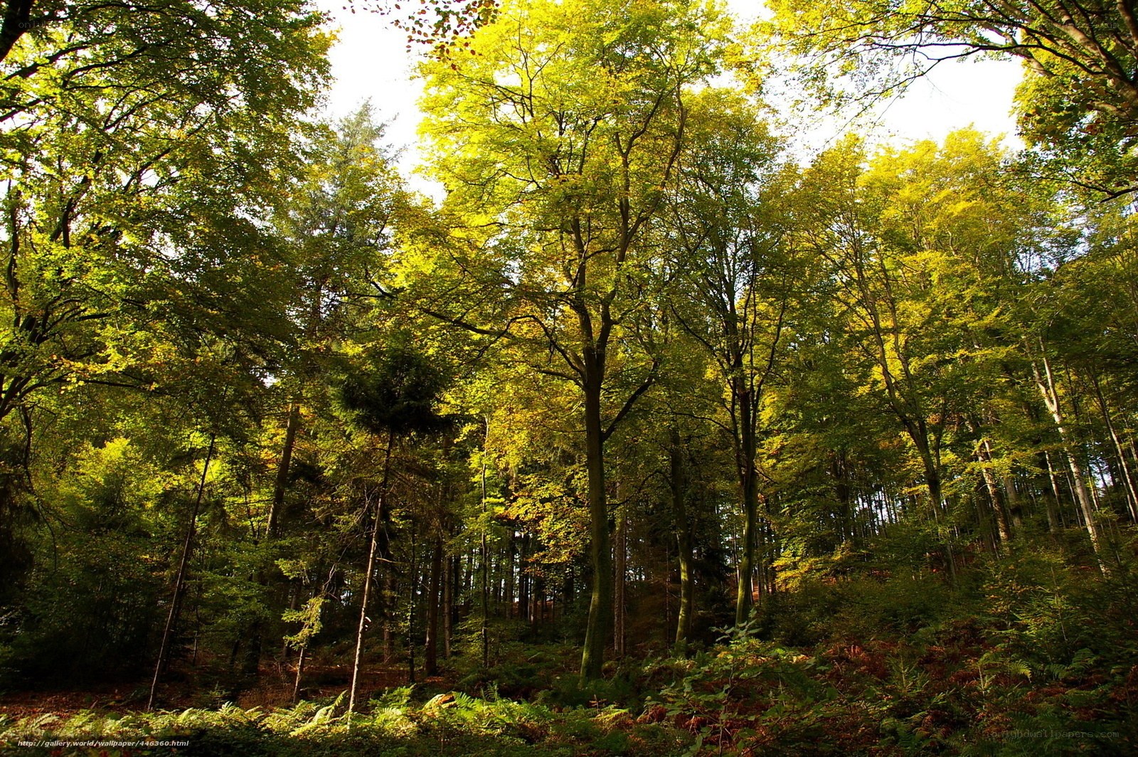 Sunlit forest canopy