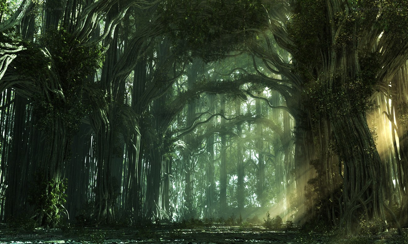 Sunlit forest canopy