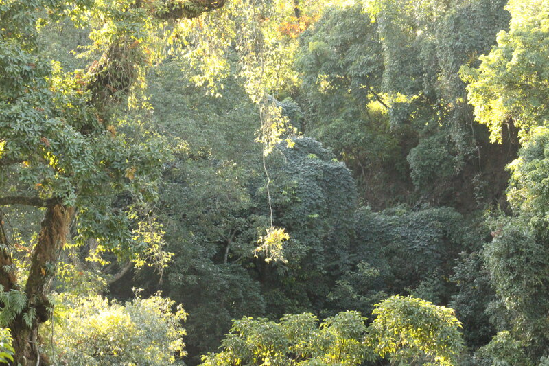 Sunlit forest canopy