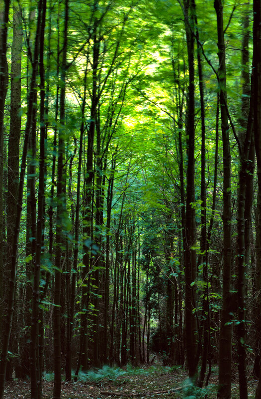 Sunlit forest canopy