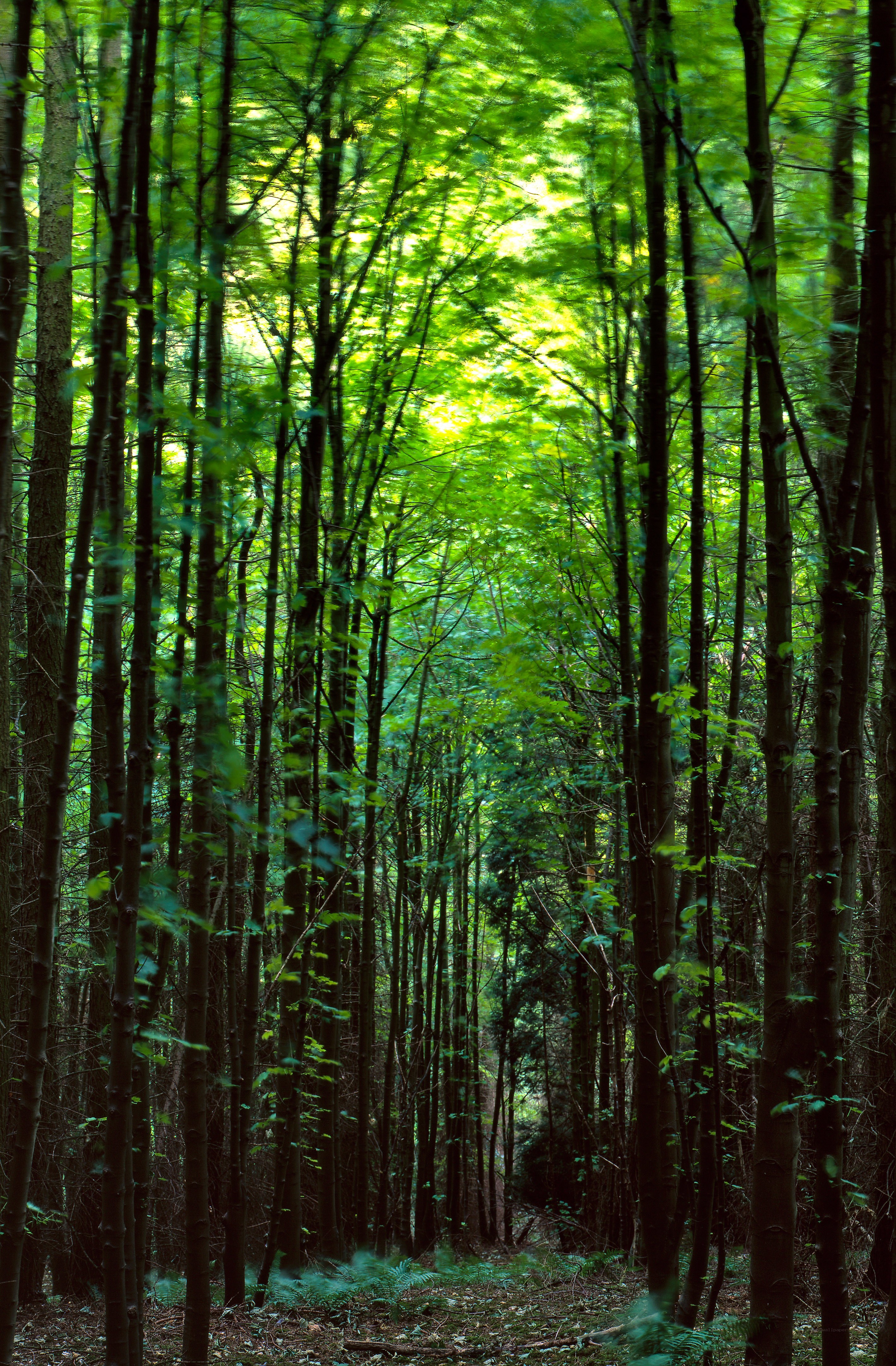 Sunlit forest canopy